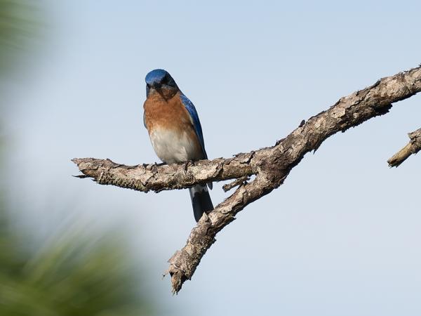 <h3><a href="/trips/orlando/biota/animalia/chordata/aves/040 passeriformes/107 turdidae/sialia sialis/sialia sialis-nl.html">Sialia&nbsp;sialis</a> / Eastern&nbsp;bluebird / Roodkeelsialia</h3>OM-1 Mark II met M.300mm F4.0 + MC-14, 1/2000 sec  bij F5.6, ISO 640, afstand 26.9&nbsp;m